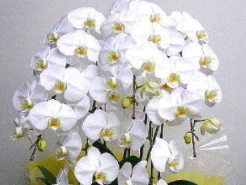 開店・移転・新居祝い